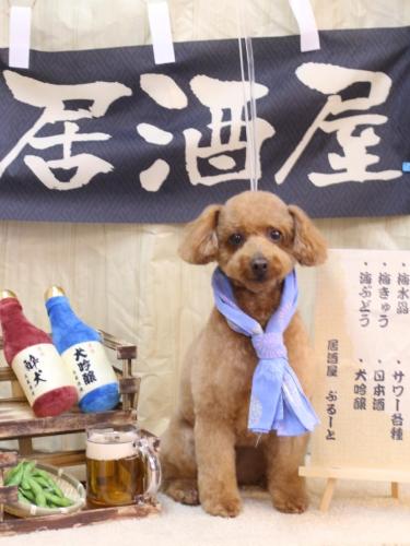 20240615チョコちゃん